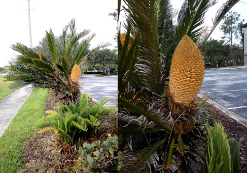 [Two photos spliced together. The photo on the left is the entire plant. The right-most cone is entirely visible and is probably 10-12 inches high. The right image is a close view of the right-most cone. On the very left edge of the image peaking out from the dark green fronds is the tip of another cone.]